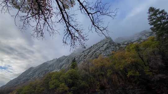 山脉森林树木美景