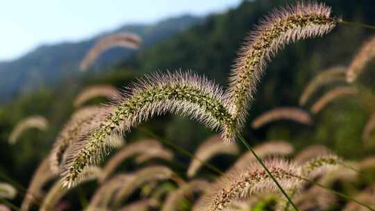 狗尾巴草草丛清新野草植物唯美风景