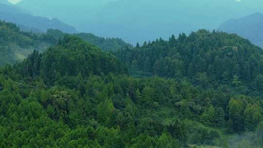 森林云雾缭绕大山