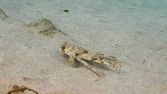 飞行Gurnard，海洋，水下，海底