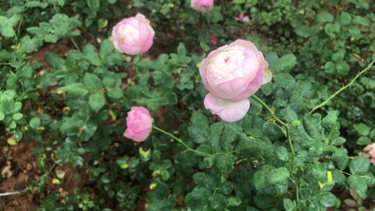 雨后的月季花