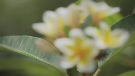 随风摆动的黄白色花朵