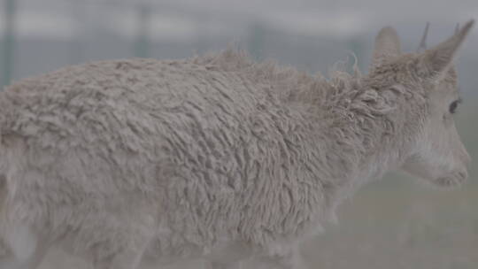 青海省可可西里藏羚羊幼崽吃草05视频素材模板下载