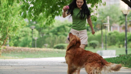 年轻女孩在公园和宠物狗金毛犬玩耍