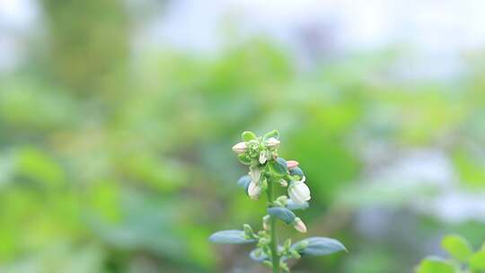 春天蓝莓开花