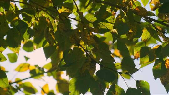 阳光打在树叶上视频素材模板下载