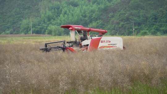 4K夏季油菜收割球手实拍视频