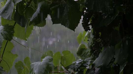 倾盆大雨