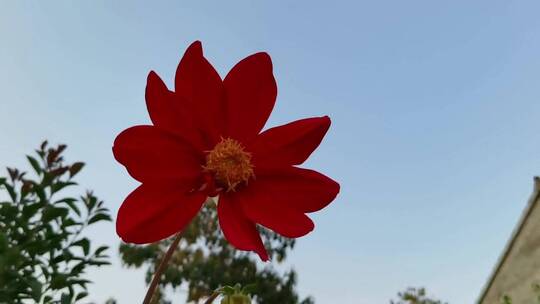 红色百日草花朵