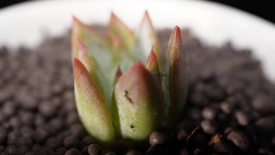 布兰迪多肉植物盆栽绿植