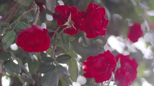 唯美逆光阳光穿过玫瑰花玫瑰园春暖花开视频素材模板下载