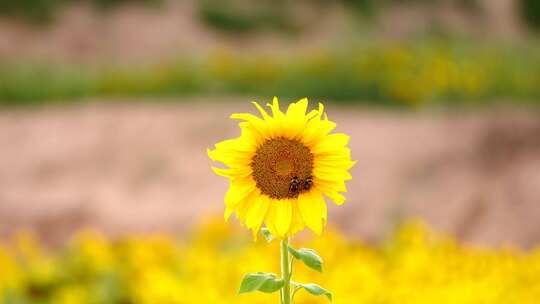 向日葵 蜜蜂采蜜