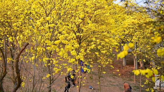 风铃花谷 黄色