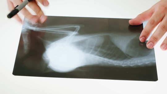 动物骨骼X射线特写