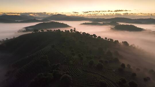 茶山茶园云海日出