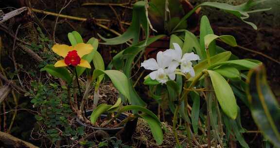 兰花，花，植物，特内里费岛