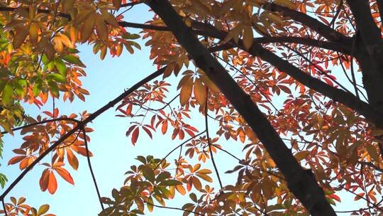 秋天红叶、树