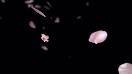 4k婚礼庆典樱花花瓣飘落视频素材合集-Alpha视频素材模板下载