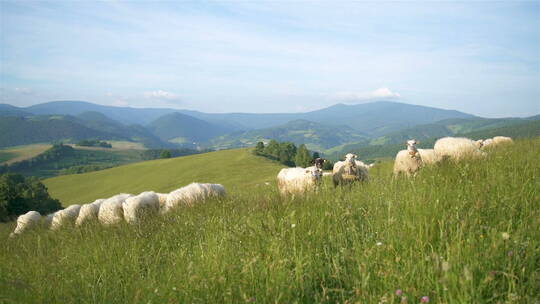 羊的养殖放牧