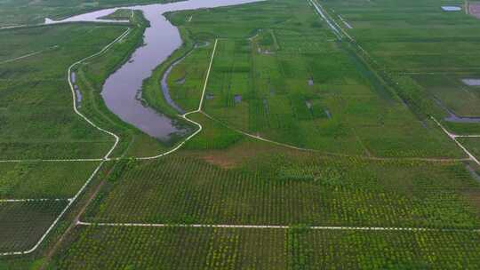 航拍上海崇明岛东滩湿地公园 国家级保护区