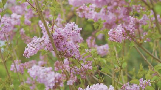 甘肃紫丁香园花朵细节全景空镜高清素材