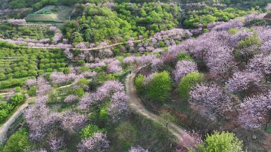 福建福州罗源湾樱花园航拍