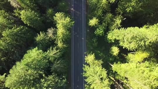 4k鸟瞰绿色森林公路
