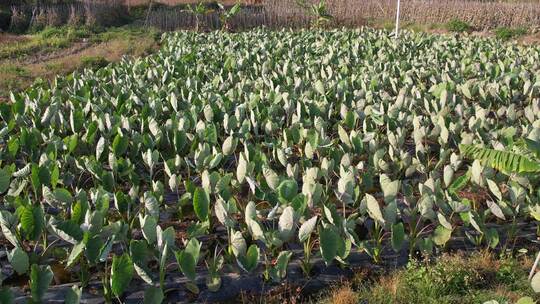 田间香芋种植航拍