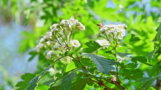 春天阳光下生长盛开白花的山楂树与蜜蜂采蜜