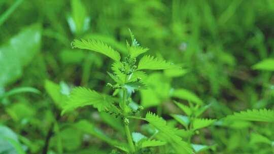 夏日绿植治愈系小清新片头片尾空镜高清素材