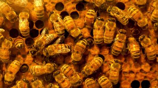 大量蜜蜂在蜂巢