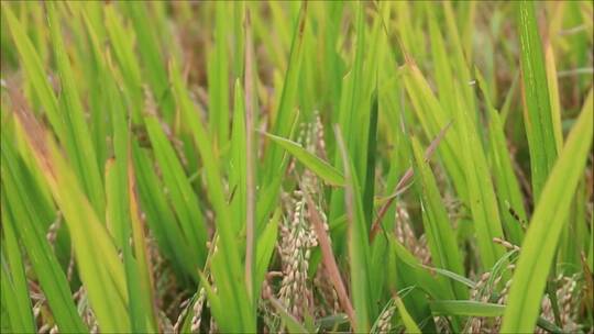 田野里的水稻视频素材模板下载