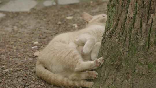 猫咪 流浪猫宠物公园秋天夏天春天树林