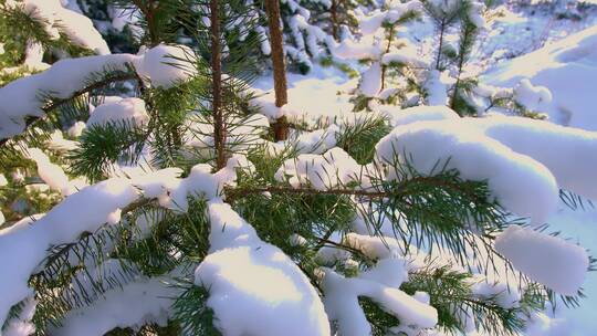 冬天合成下雪雪花 背景视频素材