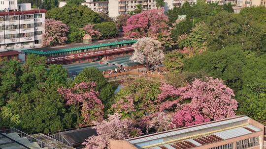 中国广东省广州市天河区华南师范大学异木棉