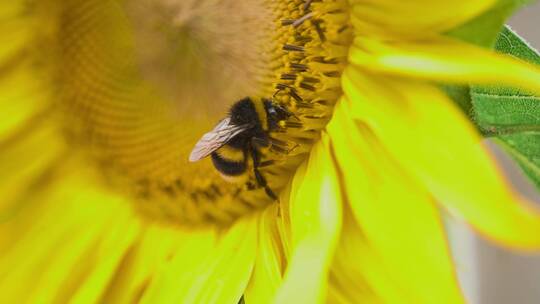 阳光下的向日葵蜜蜂采蜜视频素材模板下载