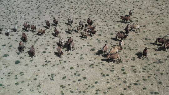 航拍戈壁荒漠中的骆驼群