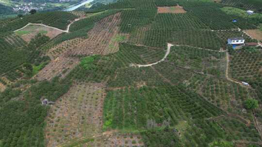 广西金桔果园种植基地航拍