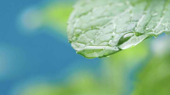 雨后水滴重树叶上滴落