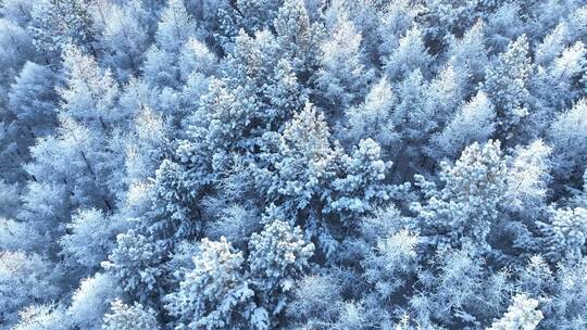 北方冬季雪景雪花飘落雾凇雪松雪林