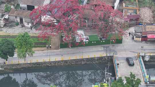 中国广东省佛山市南海区夏北河北书院木棉花