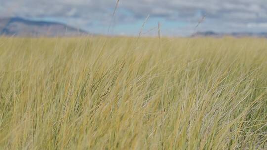 秋天西藏草原上黄色的小草随风摇曳视频素材模板下载