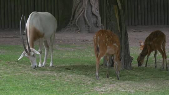 一只鹿和一只山羊在动物园里吃草