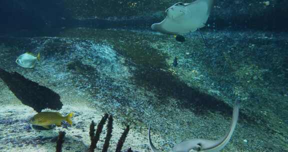 黄貂鱼和鱼儿在水族箱里游泳