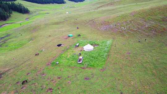 新疆北疆阿勒泰河谷草原夏牧场放牧牧区航拍