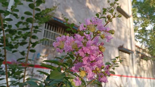 银薇花紫薇花