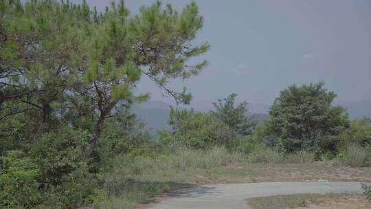 广东农村大山松树