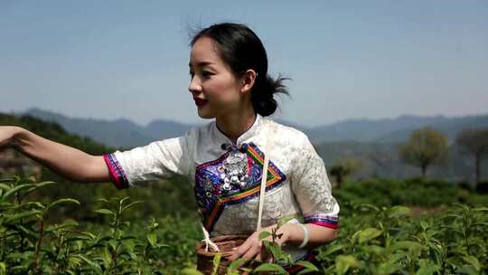 旗袍女采茶炒茶