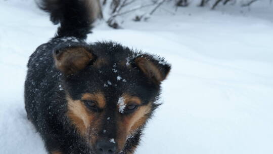 在雪地上玩耍的狗狗