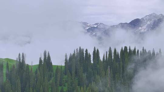 航拍新疆雪山森林风光